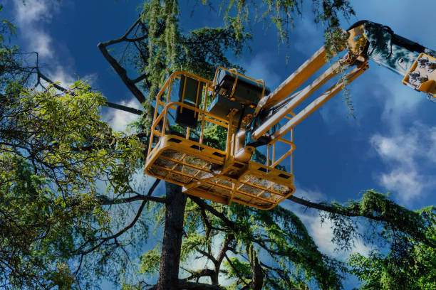 Best Affordable Tree Service  in Tignall, GA